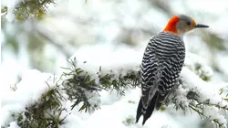 Backyard Birds Christmas