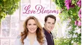 Love Blossoms