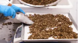 How North America's Largest Cricket Farm Harvests 50 Million A Week