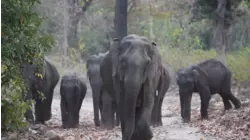Browsing the Safari