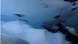 Polar Immersion