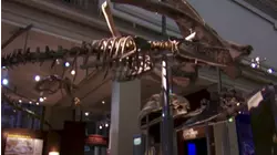 Hitchcock's Bird and More