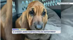 New K-9 named Penny joins Fairfield police to help find missing people