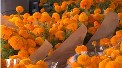 Sanger farm grows marigolds for Valley families Día de los Muertos celebrations