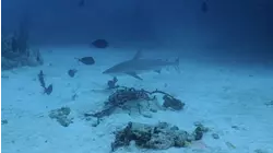 Endangered Angel Sharks in California's Channel Islands