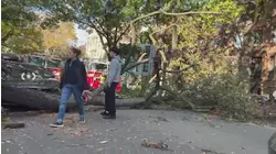 Tree falls on cyclist in Clinton Hill during early trick-or-treating hours