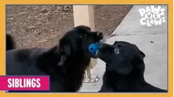 Paws VS. Claws | Siblings