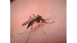16 new mosquito samples test positive for West Nile virus in Suffolk County