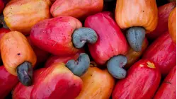 Why Cashew Nuts Are So Expensive