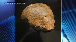 New species of dinosaur discovered at US landmark