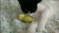 Bird Watchers