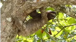 Nature Scenes Baby Animals: Baby Koala and Sloth