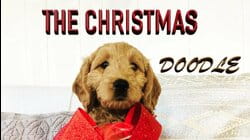 The Christmas Doodle