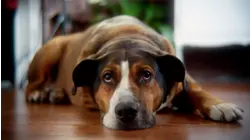 Dog Tails and Crocodile Jaws