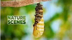 Nature Scenes