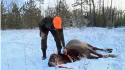 Michigan Elk