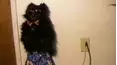 Funniest Pets & People