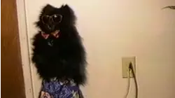 Fashion police
