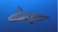 Shark Sightings Are Off to an Early Start on Both Coasts