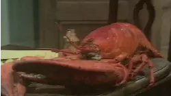 Lobster Show
