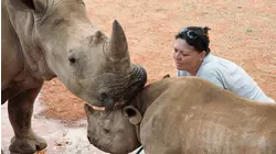 Cuddly Rhinos, Bizarre Noses
