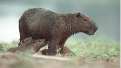 Capybara's Pond