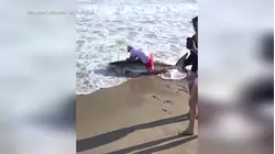 Fisherman speaks out about snagging great white shark off Nantucket