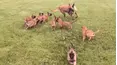 We Heart Animals