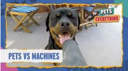 Pets VS. Machines