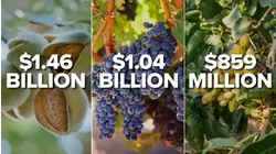 Fresno back on top of agricultural production in the US, but farmers fear for the future