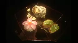 Red Snapper