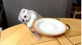 The Pet Collective Specials