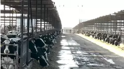 Exclusive: USDA announces $1B in relief for impacted California dairy producers