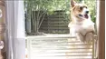 Animals Unscripted