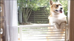Doggone It