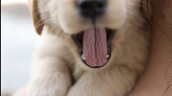 Puppy Love | Ep. 1.7