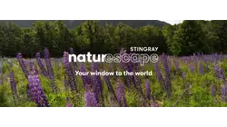 Purple Mountain Wildflowers