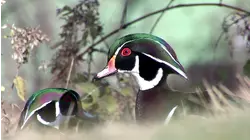 Creatures of North America