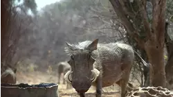 No Limits Hunting S7:E4 "Bows and Guns"