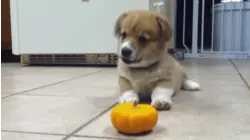 Straight Out Of Compound