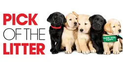 Pick of the Litter