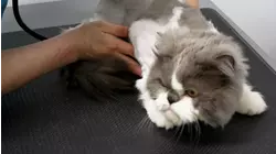 Strange Habits