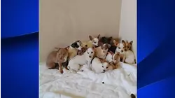 More than 70 dogs rescued after being abandoned at a home in Ceres