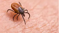 Lyme disease vaccine shows 70% efficacy