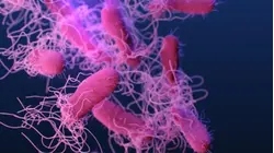Salmonella outbreak that hospitalized 58 East End residents under investigation