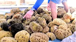 How This Florida Town Became The Sea Sponge Capital Of The World