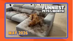 Funniest Pets of the Month | Ep. 3.5