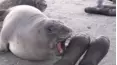 Viral Wild