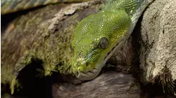 Secret Life of Snakes