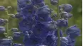 Teletubbies Classic
